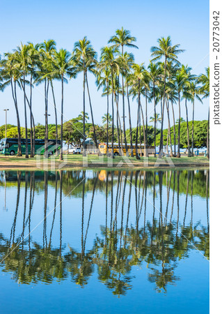  [Hawaii] Palm Trees in Honolulu 20773042