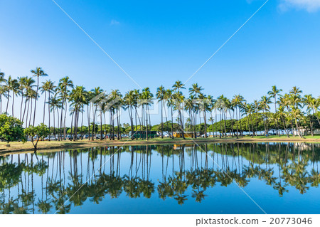  [Hawaii] Palm Trees in Honolulu 20773046