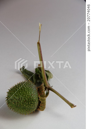 Morning glory 12 20774046