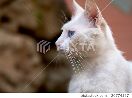 White cat with blue eyes 20774327