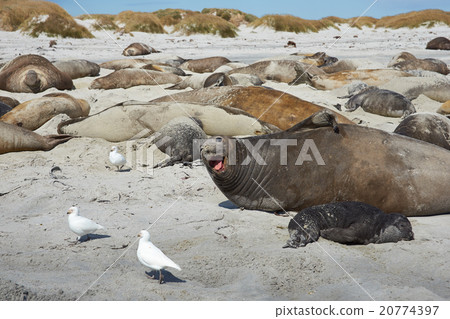 Elephant Seals Elephant Seals 20774397