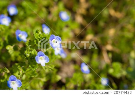 Lots of Ouninobunri 20774483