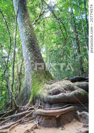 Big stem of tree Big stem of tree 20774974