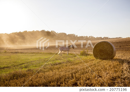 landscape with harvested field and white horse landscape with harvested field and white horse 20775196