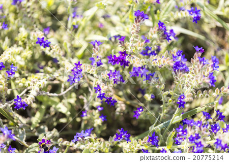 macro of purple heather for backgrounds macro of purple heather for backgrounds 20775214