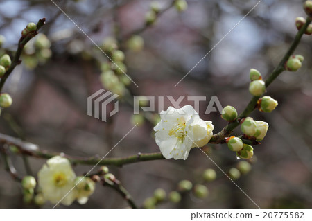 Green flower plum · plum blossoms and rain drops Green flower plum · plum blossoms and rain drops 20775582