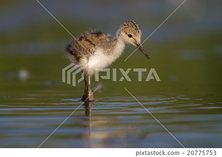 Young black-winged stilt 20775753