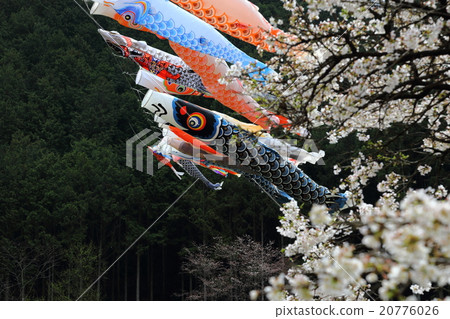 鯉魚飄帶和櫻花Kotodano cho Iwabuti 鯉魚飄帶和櫻花Kotodano cho Iwabuti 20776026
