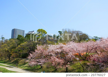 岡崎城堡和櫻花 岡崎城堡和櫻花 20776027