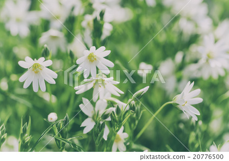 White spring flowers White spring flowers 20776500