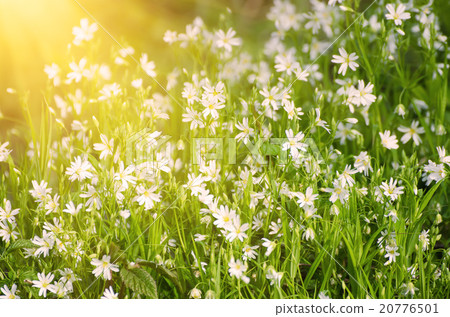 White spring flowers White spring flowers 20776501