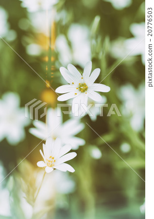 White spring flowers White spring flowers 20776503
