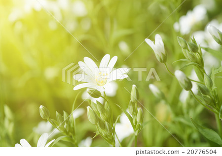 White spring flowers White spring flowers 20776504