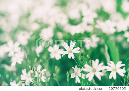 White spring flowers 20776505