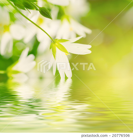 White spring flowers White spring flowers 20776506