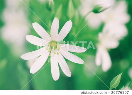 White spring flowers White spring flowers 20776507