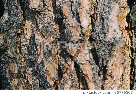 Pine texture Pine texture 20776508