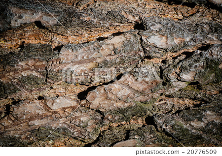 Pine texture Pine texture 20776509