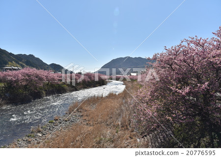 Kawazu cherry tree of Izu Kawazu cherry tree of Izu 20776595