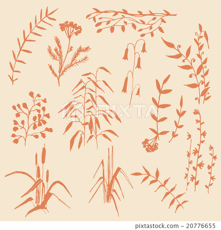 Wild Plants 20776655