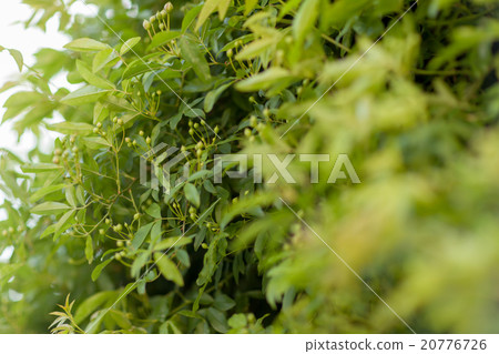 banks' rose, rosa banksiae, lady banks' rose 20776726