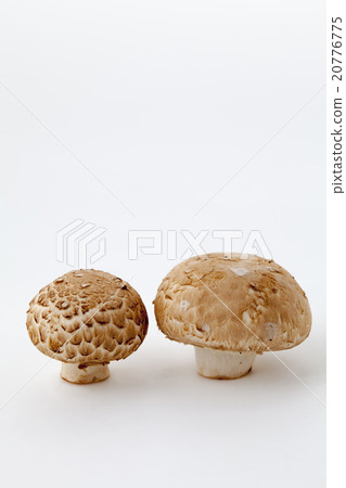 棕色蘑菇 20776775