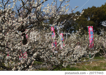 Plum blossom  20777443