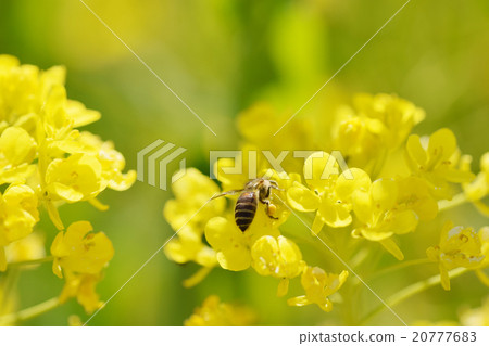 強姦開花背景材料黃色三月三菱 20777683