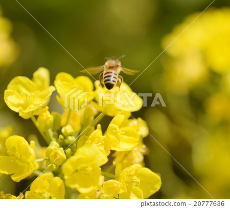 強姦開花背景材料黃色三月三菱 20777686