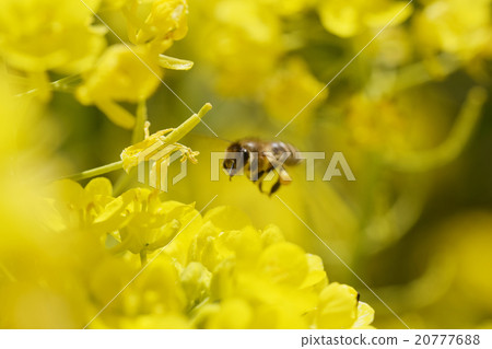 Rape blossoms Background material Yellow March Mitsubishi 20777688
