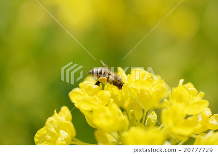 強姦開花背景材料黃色三月三菱 強姦開花背景材料黃色三月三菱 20777729