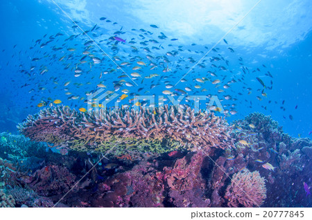 水下景觀 20777845
