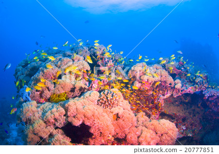 水下景觀 20777851