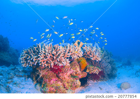 水下景觀 20777854