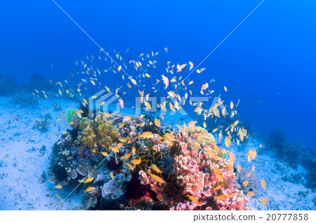 水下景觀 20777858
