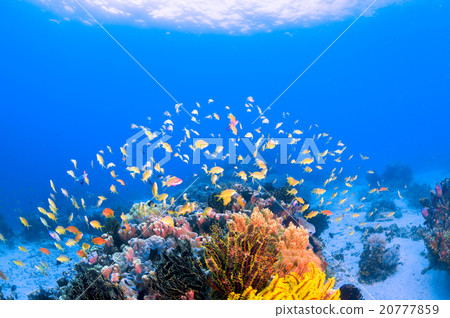水下景觀 20777859