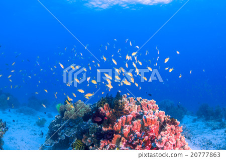 水下景觀 20777863