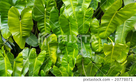 Heart shape leaf texture Heart shape leaf texture 20778071