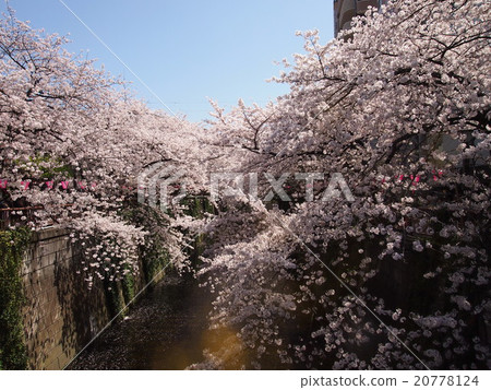 Cherry Blossoms Cherry Blossoms 20778124