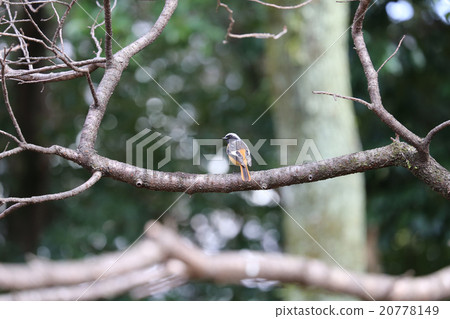 Giubitaki的男性 Giubitaki的男性 20778149