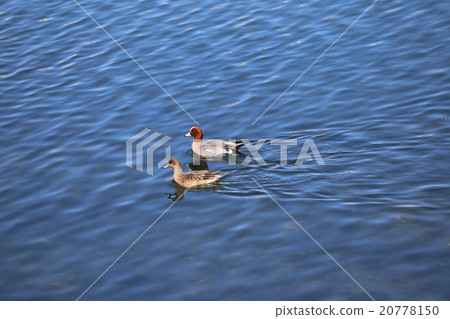 Hydrigamo夫婦 20778150