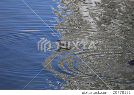 Ooh van with algae 20778151