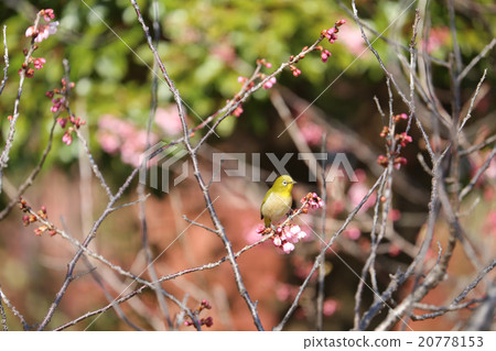 櫻花與早期綻放和中世紀 20778153