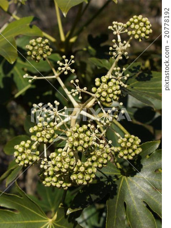 Yatsudade tree bud Yatsudade tree bud 20778192