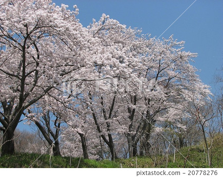 Kin Toriyama的櫻花 Kin Toriyama的櫻花 20778276