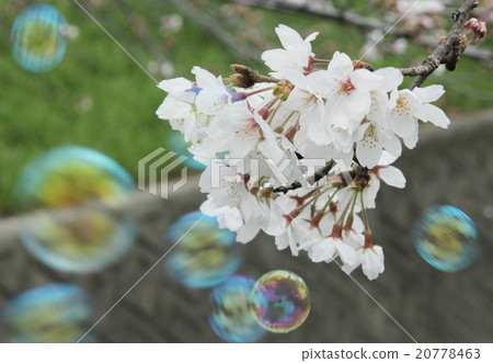 Cherry Blossom Soy Yosino Soap Bubble Shababan Tama Space Copy Space Cherry Blossom Soy Yosino Soap Bubble Shababan Tama Space Copy Space 20778463