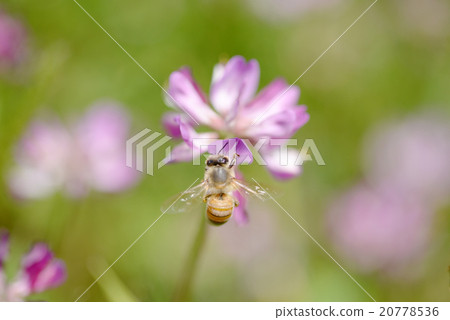 Renge bee Gifu 20778536