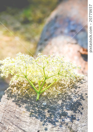 inflorescence of white little flowers 20778657