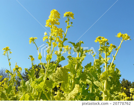 Rape blossoms Rape blossoms 20778762