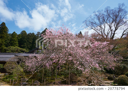 春天真正的Gwan，不斷的櫻花 20778794